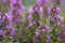 Comosus Thyme, Thymus comosus in the CarpathianÂ Mountains